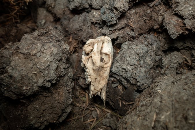 Piglet skull