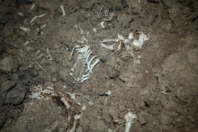 Pig bones on dead pile