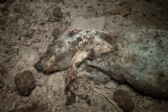 Dead piglet