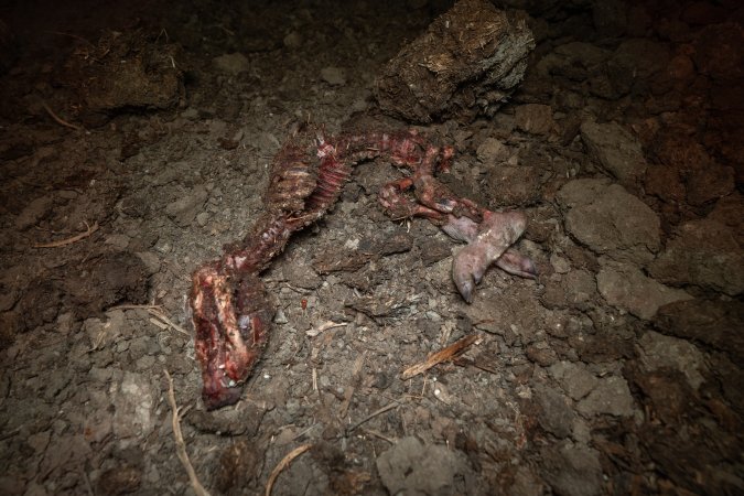 Dead piglet