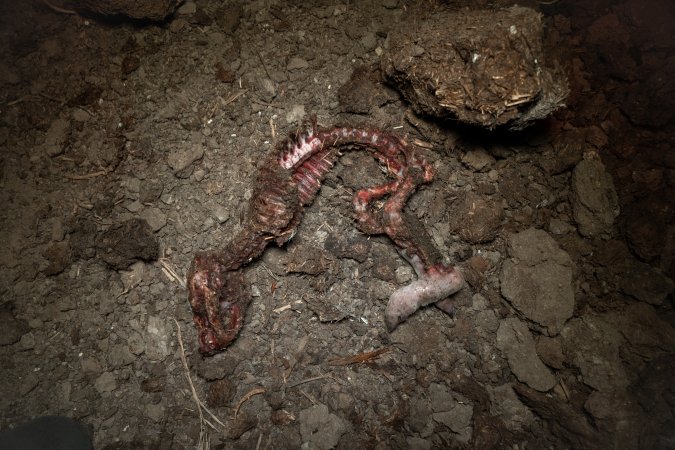 Dead piglet