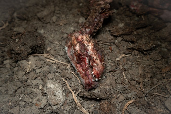 Dead piglet