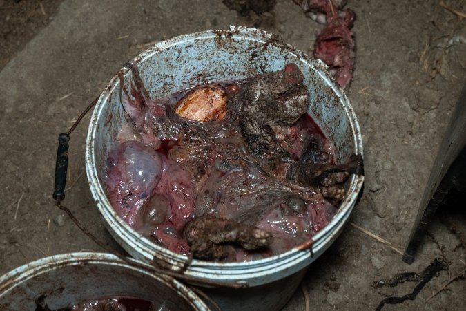 Dead piglets in buckets