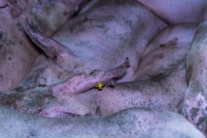 A sow with an ear tag and ear notching