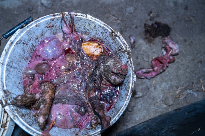 Dead piglets in a bucket