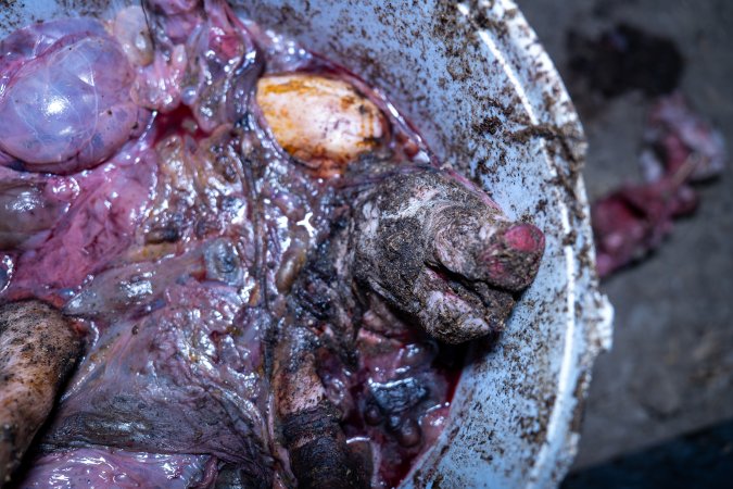 Dead piglets in a bucket