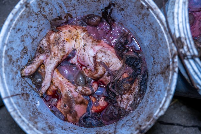 Dead piglets in a bucket