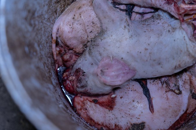 Dead piglets in a bucket