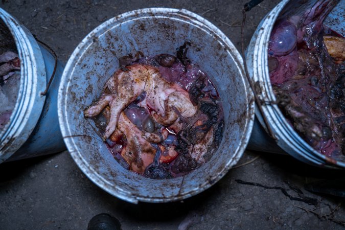 Dead piglets in buckets