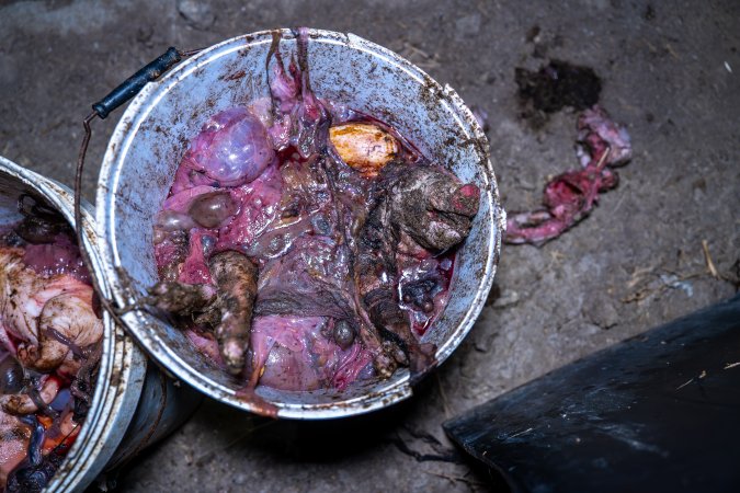 Dead piglets in buckets