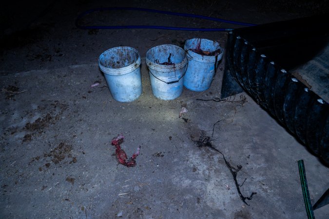 Dead piglets in buckets