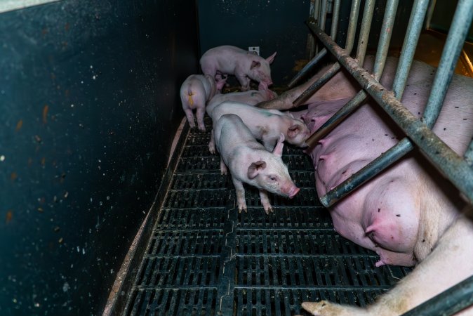 Piglets nursing from a sow in a farrowing crate
