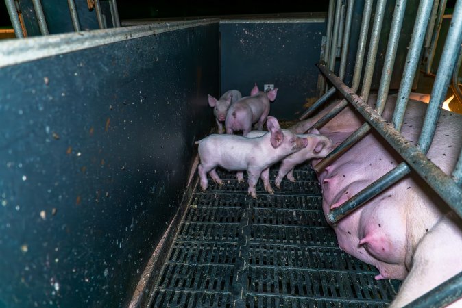 Piglets nursing from a sow in a farrowing crate