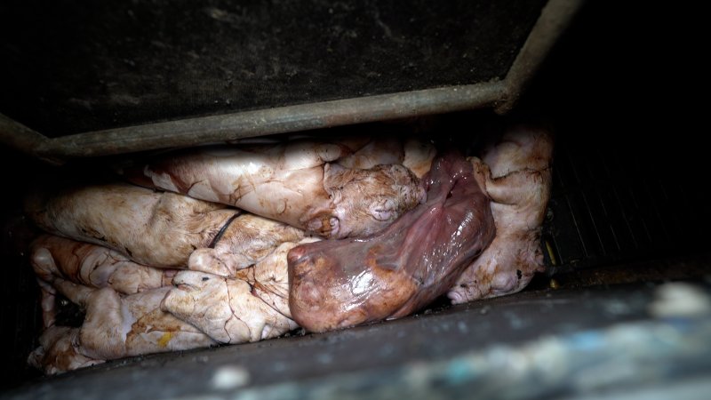 Still born piglets in a farrowing crate