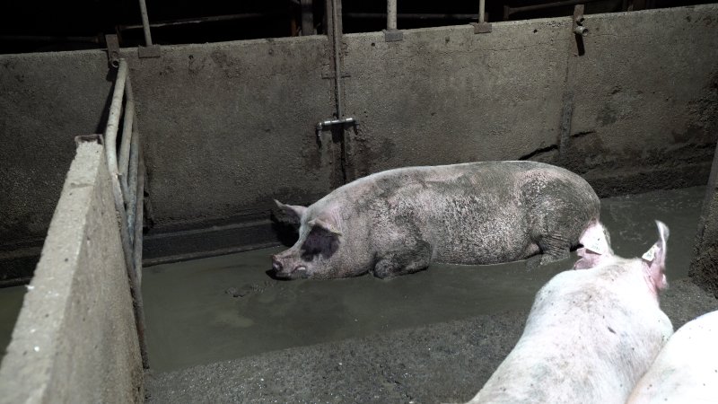 A sow lying in her own waste in group housing