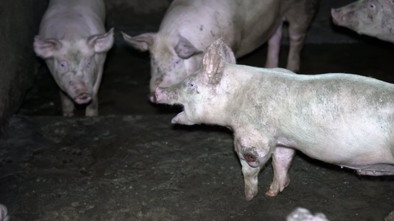 A grower pig with an infected wound