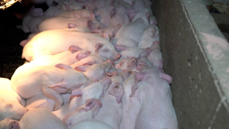 Weaner piglets