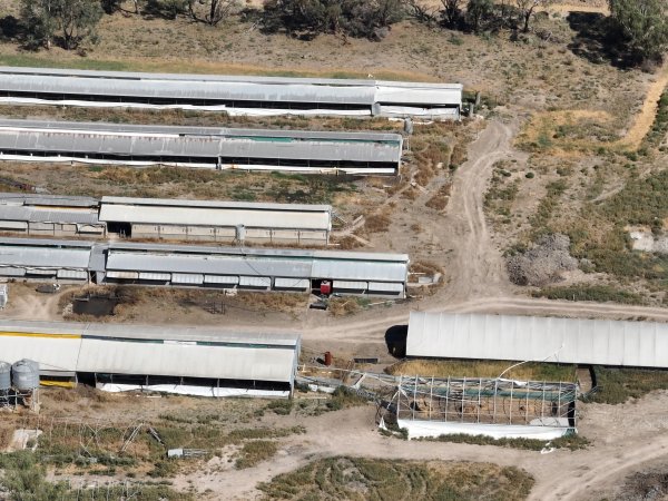 Drone photo of sheds at Eco Piggery