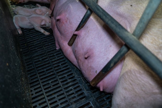 Farrowing crate bars pushing into sow's udder
