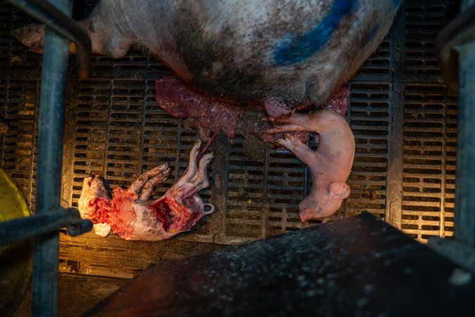 Dead partly-eaten piglet and a weak newborn piglet in farrowing crate