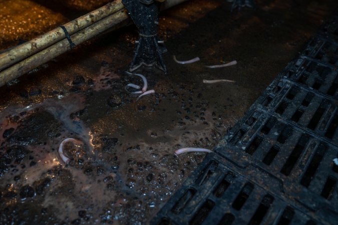 Severed piglet tails on floor of farrowing shed