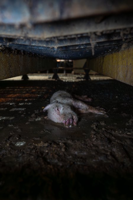 Dead piglet underneath farrowing crate