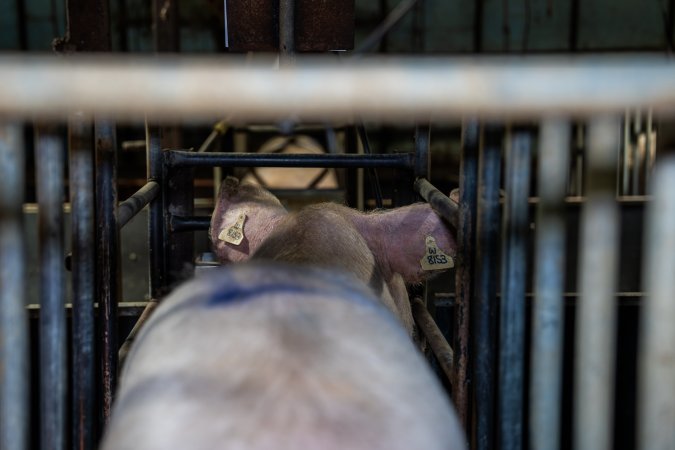 Sow in farrowing crate cage, from behind