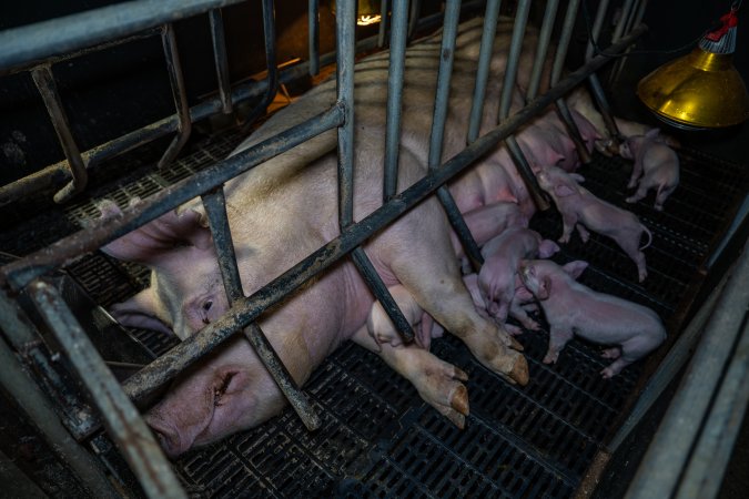 Sow with piglets in farrowing crate