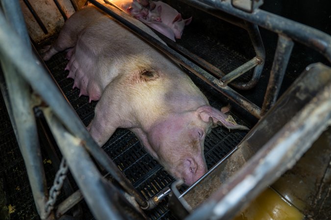 Sow with pressure sore in farrowing crate