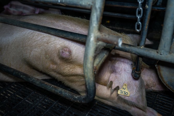 Sow with pressure sore in farrowing crate