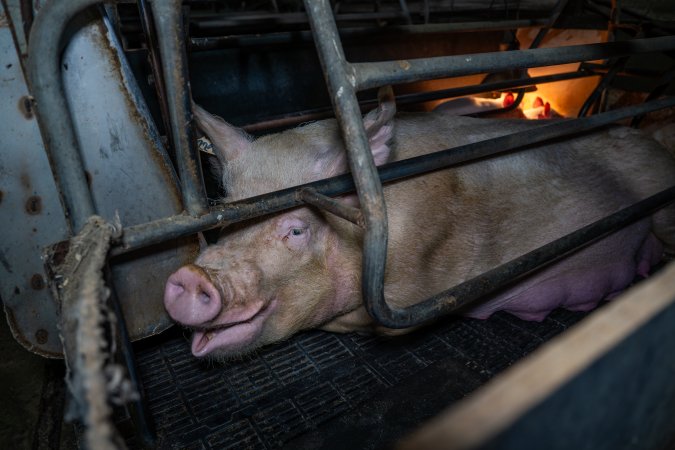 Sow in farrowing crate