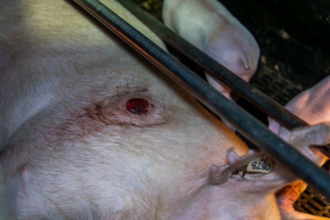 Sow with pressure sore in farrowing crate