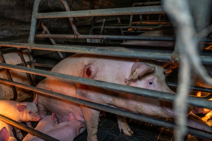 Sow with pressure sore in farrowing crate