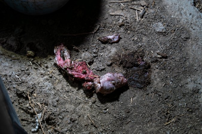 Dead mostly-eaten piglet outside