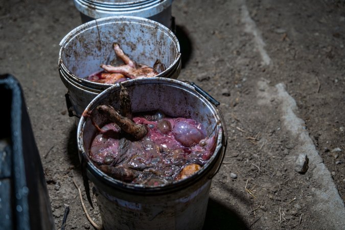 Buckets of dead piglets outside farrowing shed