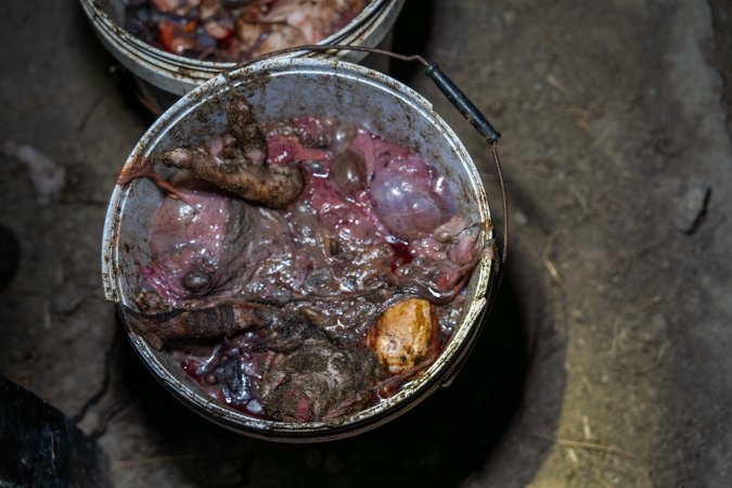 Buckets of dead piglets outside farrowing shed