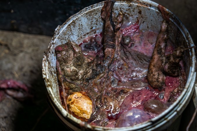 Buckets of dead piglets outside farrowing shed