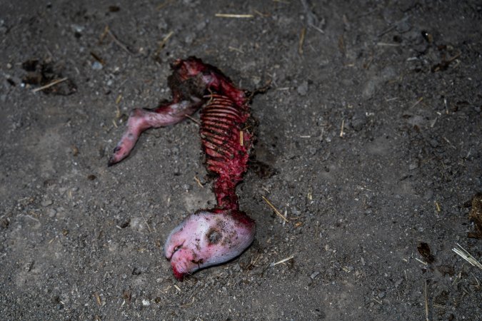 Dead mostly-eaten piglet outside