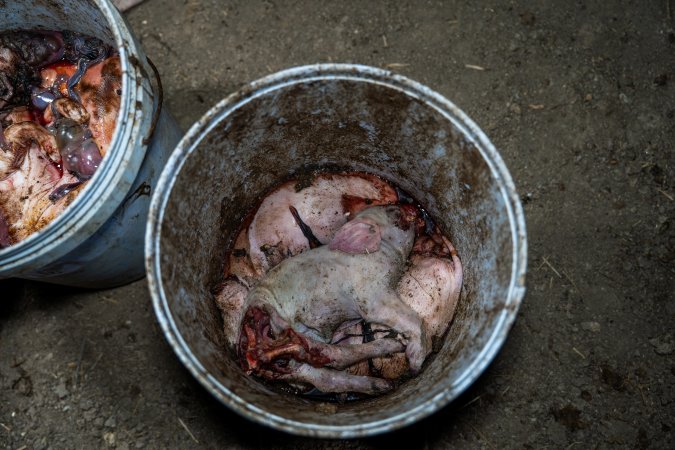Buckets of dead piglets outside farrowing shed