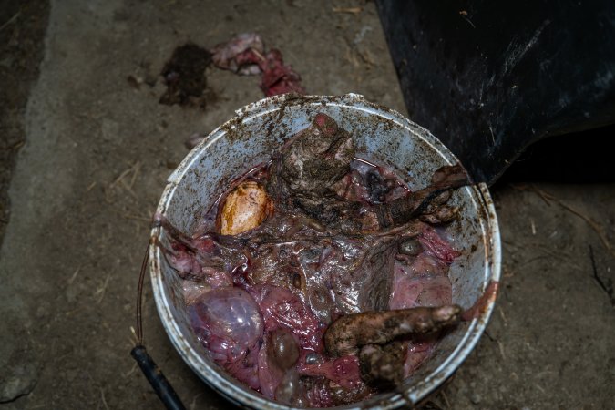 Bucket of dead piglets outside farrowing shed