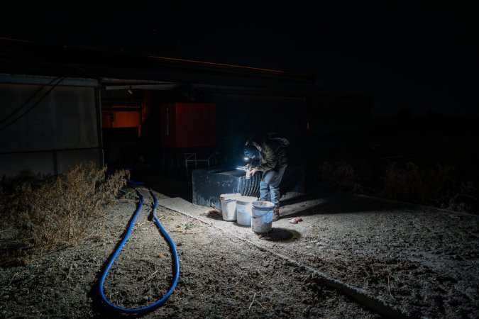 Investigator films buckets of dead piglets outside farrowing shed