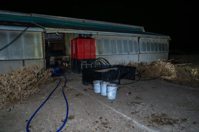 Buckets of dead piglets outside farrowing shed