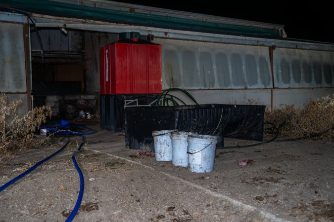 Buckets of dead piglets outside farrowing shed