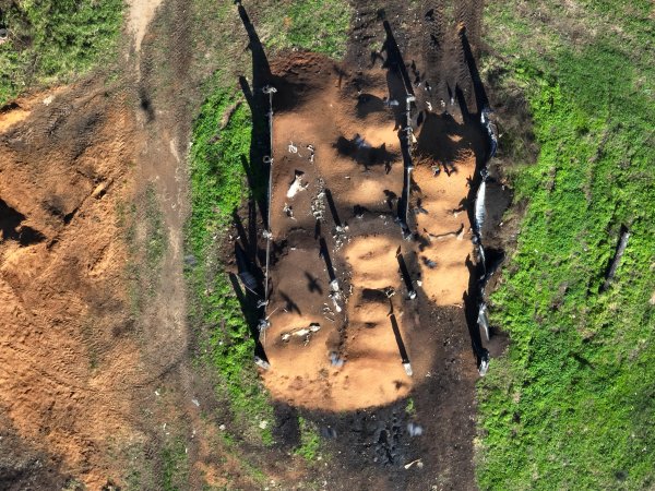 Dead pile at a Burnett Pork Alliance piggery