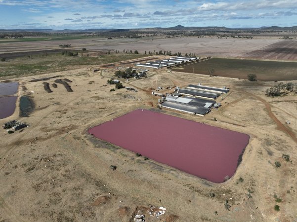 Reilly Pastoral Co piggery
