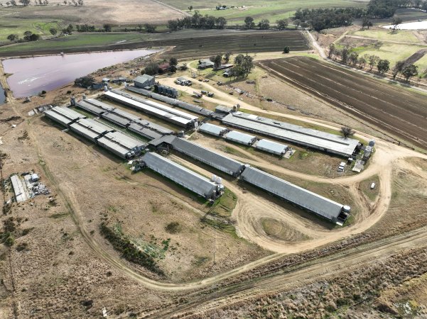 Miandetta Piggery