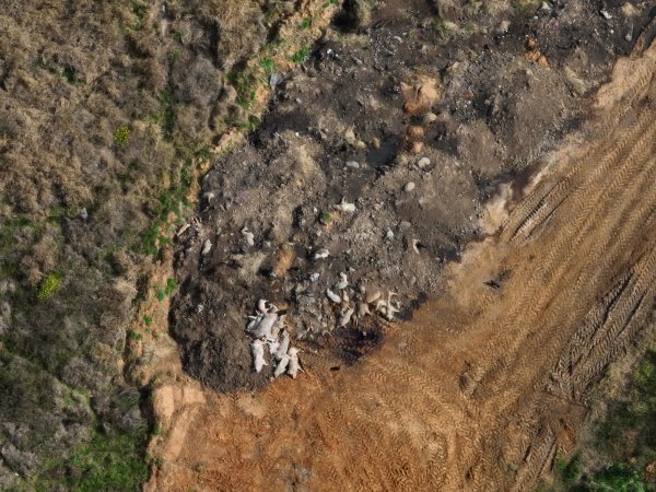 Dead pile at Miandetta Piggery