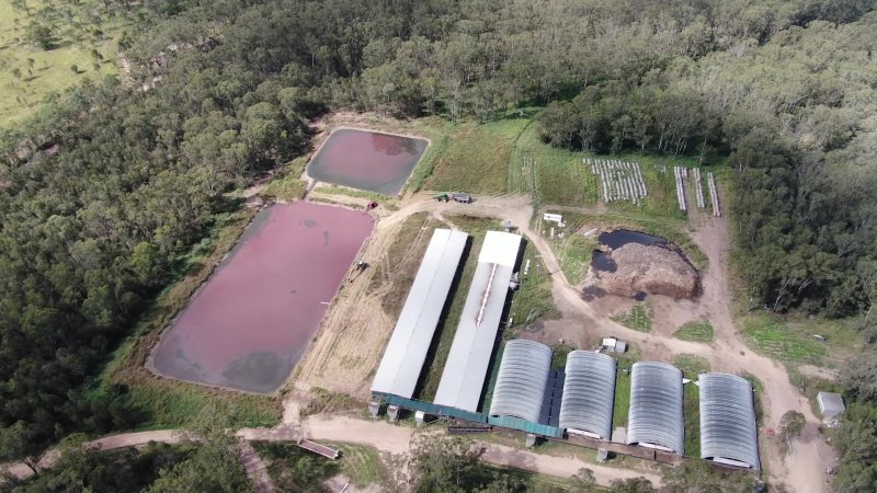 Langford's Piggery