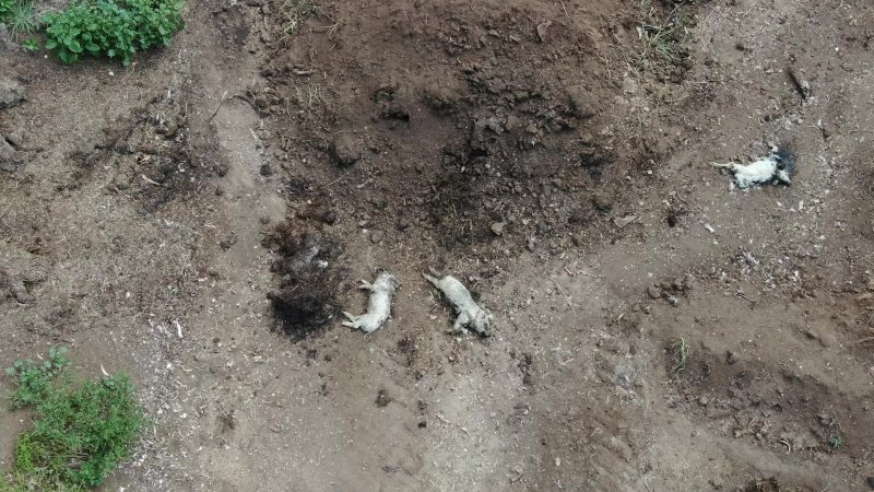 Dead pile at Langford's Piggery
