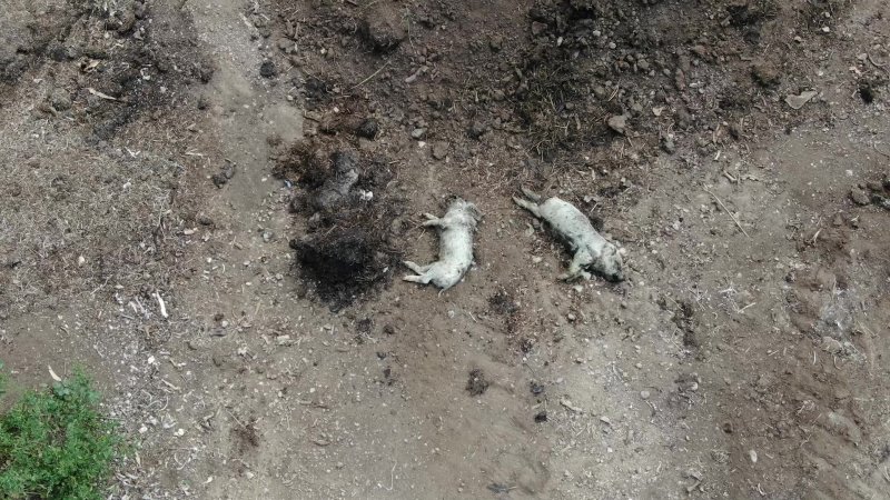 Dead pile at Langford's Piggery